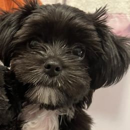 Toby - Shorkie