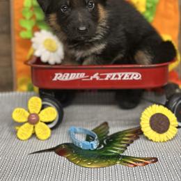 Light Blue - Ying - Black and red male German Shepherd puppy in Iola, Wisconsin from Aus Hütehunde German Shepherds