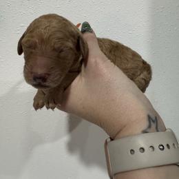 Carrot - Red  male Goldendoodle puppy in Waterloo, Illinois from Ashly Miller