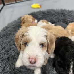 Aussiedoodle Puppies from Sweet AZ Doodles