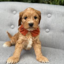 Willie - Red  male Goldendoodle puppy in Queen Creek, Arizona from Goldendoodle AZ