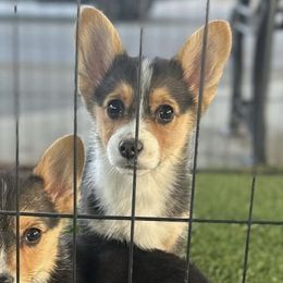 River - Pembroke Welsh Corgi puppy in White, Georgia from Royal Diamond Corgis