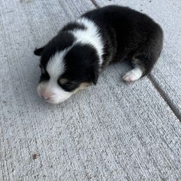 Pembroke Welsh Corgi Puppies from Corgis By Tally