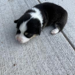 Pembroke Welsh Corgi Puppies from Corgis By Tally
