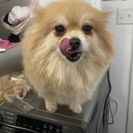 Armani - Orange female Pomeranian puppy in Wapato, Washington from Ruby’s Pomeranians