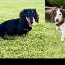 Dachshund puppies from Jolly Rogers Dachshunds