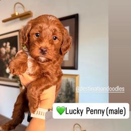 Lucky - Red  male Goldendoodle puppy in Pleasant Grove, Utah from Destination Doodles