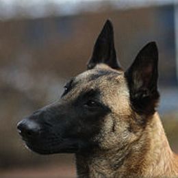 Belgian Malinois All Grown Up from Concho Belgian Malinois