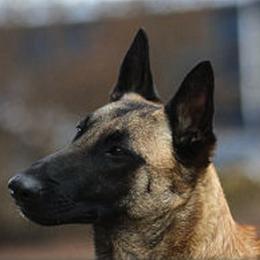 Belgian Malinois All Grown Up from Concho Belgian Malinois
