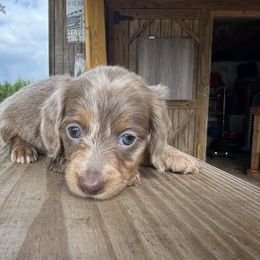Dachshund Puppies from B’s Dachshunds
