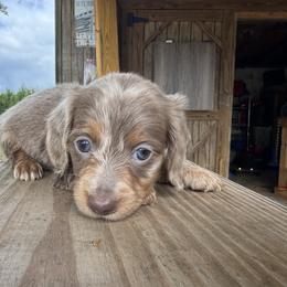 Dachshund Puppies from B’s Dachshunds