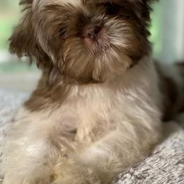 Gizmo - Liver and white male Shih Tzu puppy in Cullman, Alabama from Divine Hill Farm