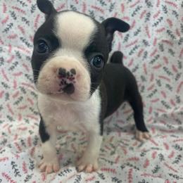 Sam - Black and white male Boston Terrier puppy in Fillmore, Illinois from Wind Hill Puppies