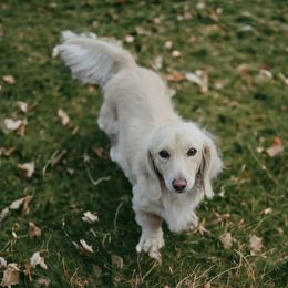 Kylie - Dachshund