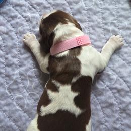 Girl 1 - female English Springer Spaniel puppy in Waynesburg, Ohio from Rebels Ridgeview Acres