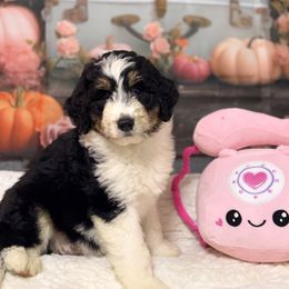 McLaren - Black tri-color female Aussiedoodle puppy in Dickerson, Maryland from Pawsome Aussie Doodles and Oodles