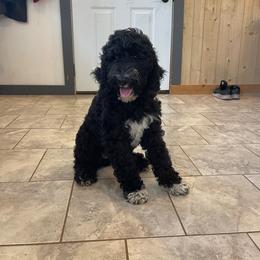 Lilly - Black female Goldendoodle puppy in Sugarcreek, Ohio from True Hearted Doodles