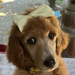 Caroline (Yellow Collar) - Red  female Poodle puppy in Fairfield, California from Choice Red Standards