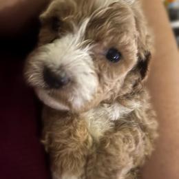 Winter - Dark Blue Collar Female - Phantom female Goldendoodle puppy in Eunice, Louisiana from Maison De Pawz