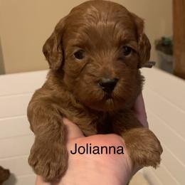 Jolianna - Red female Australian Labradoodle puppy in Spring City, Tennessee from Beck ‘N Ridge Australian Labradoodles