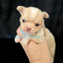 Marley 3750 - Cream and white male Chihuahua puppy in Piqua, Kansas from Cute As A Cupcake Chihuahuas