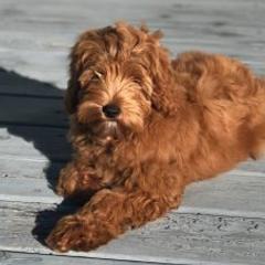 Harper - Australian Labradoodle