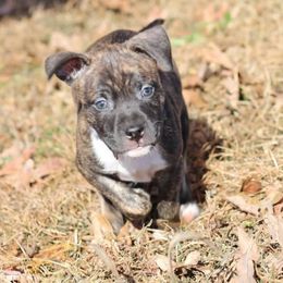 Pacman - Black brindle male American Staffordshire Terrier puppy in Hohenwald, Tennessee from AptiBull Terriers
