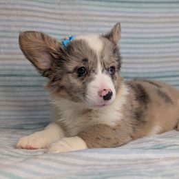 Jelly Bean - Sable merle and white female American Corgi puppy in Clarksville, Tennessee from Cold Creek Family Farm LLC