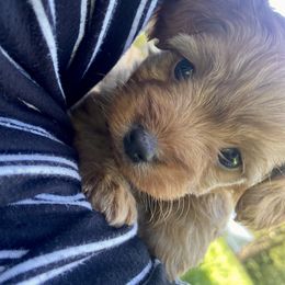 Cavapoo Puppies from Cinda's Cavapoos