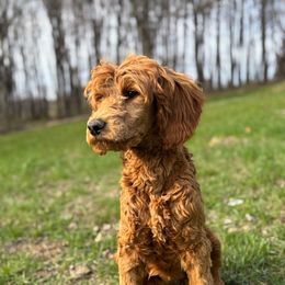 Kelsie - Cream Goldendoodle puppy in Rogers, Ohio from Golden Heart Doodles