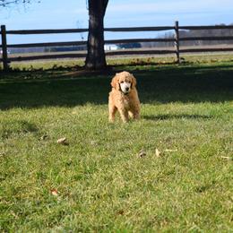 HeartSong Homestead breeder of Goldendoodle