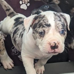 Alapaha Blue Blood Bulldogs from Red Dirt Alapahas