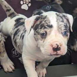 Alapaha Blue Blood Bulldogs from Red Dirt Alapahas