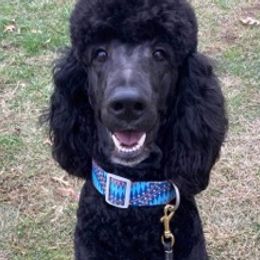 Poodles from Royal Reign Standard Poodles