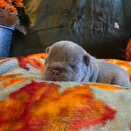Winston - Blue fawn male French Bulldog puppy in Columbia Falls, Montana from Glacier French Bulldogs of Montana