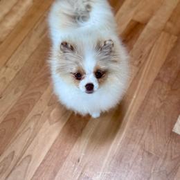 Saki - Lavender male Pomeranian puppy in Canandaigua, New York from Fingerlakes Pomeranians