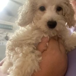 Maltipoo Puppies from Third Coast Maltipoos