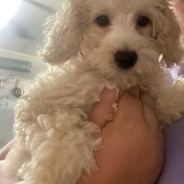Maltipoo Puppies from Third Coast Maltipoos