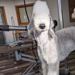 Basset Hounds and Bedlington Terriers from First Class Bassets and Bedlingtons