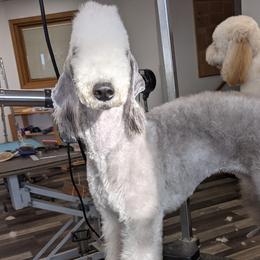 Basset Hounds and Bedlington Terriers from First Class Bassets and Bedlingtons