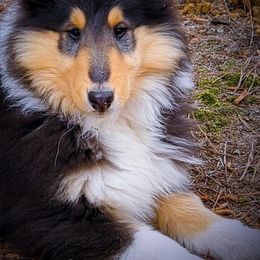 Collies from Commander Collies