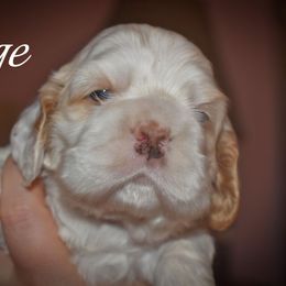 Sage - Buff and white female Cocker Spaniel puppy in Myerstown, Pennsylvania from The Cocker Cingdom