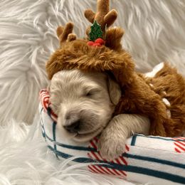 Cupid - Cream male Goldendoodle puppy in The Woodlands, Texas from Gracie's Goldendoodles and Bernedoodles
