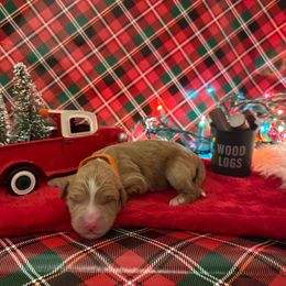 Blitzen - Apricot male Goldendoodle puppy in Johns Island, South Carolina from Golden Doodlebugs