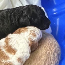 Bernedoodles and Goldendoodles from Big Island Goldendoodles