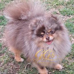 Rumble - Pomeranian