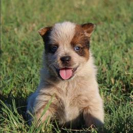 Castiel - Red speckled male Australian Cattle Dog puppy in Waxahachie, Texas from MC Heelers