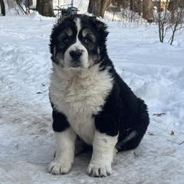 Mersedes - Gray female Central Asian Shepherd Dog puppy in East Camden, Arkansas from A Plus A