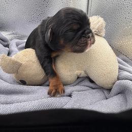 Cheshire - Black and tan male English Toy Spaniel puppy in Pennsylvania from Enchanting Charlies