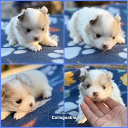 Chocolate Merle Parti - Chocolate merle male Pomeranian puppy in Harrah, Oklahoma from Sunshines Pomeranians & Cavapoos